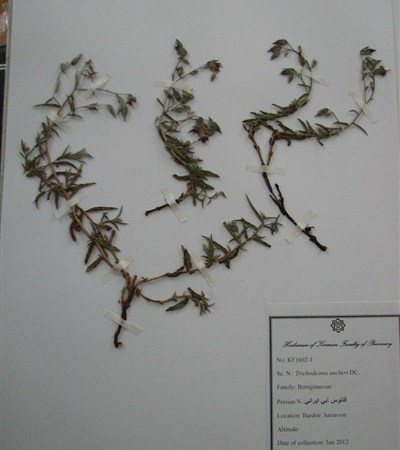 Fanous-e abi-e irani